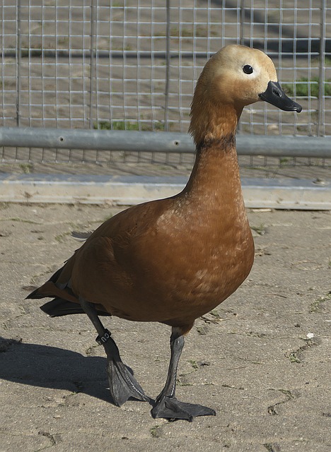 赖斯